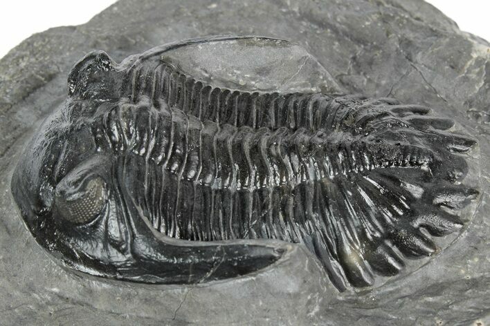 Detailed Hollardops Trilobite Fossil - Ofaten, Morocco #346541